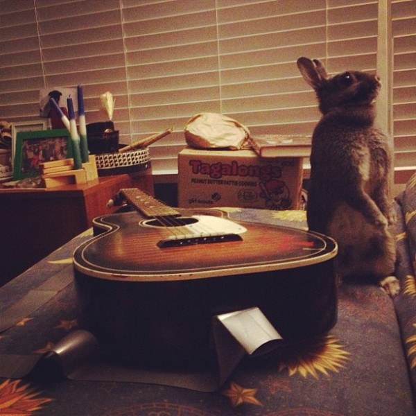 Bunny and guitar party at my house last night.